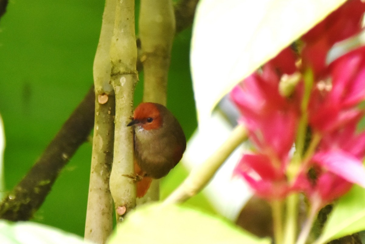 Red-faced Spinetail - ML619158573