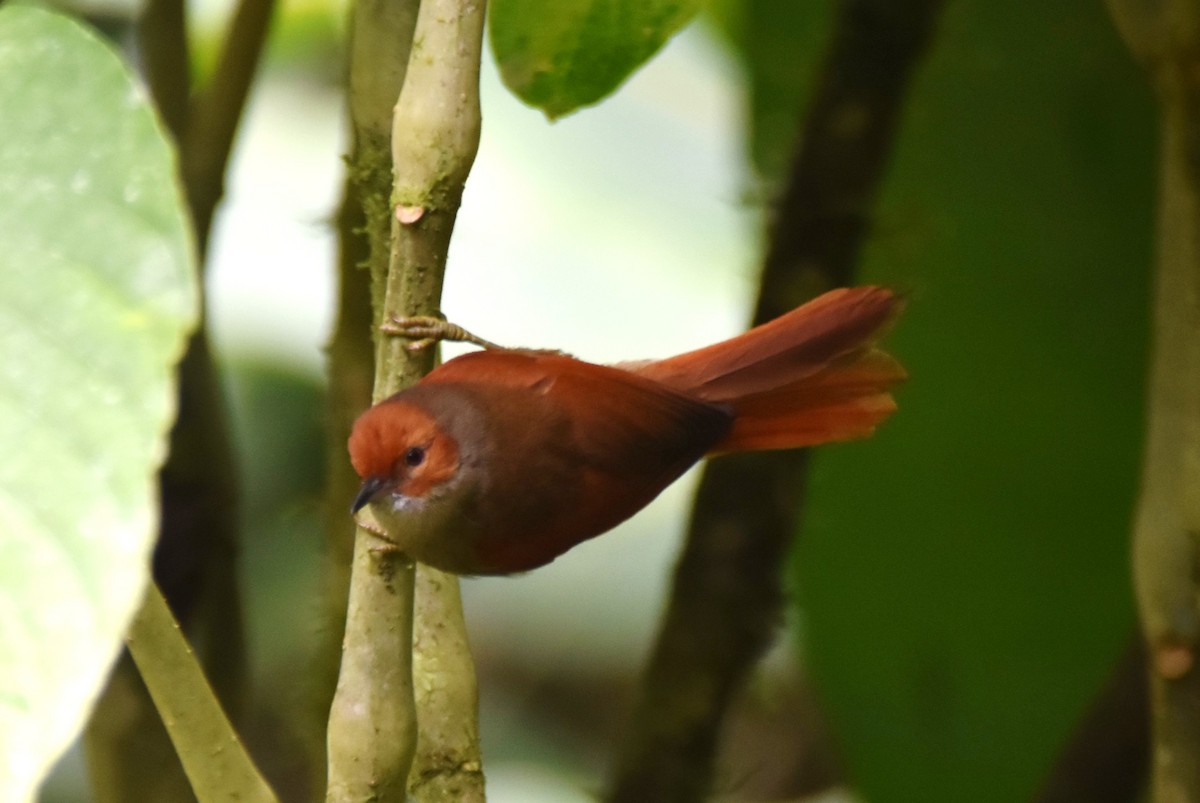 Red-faced Spinetail - ML619158574