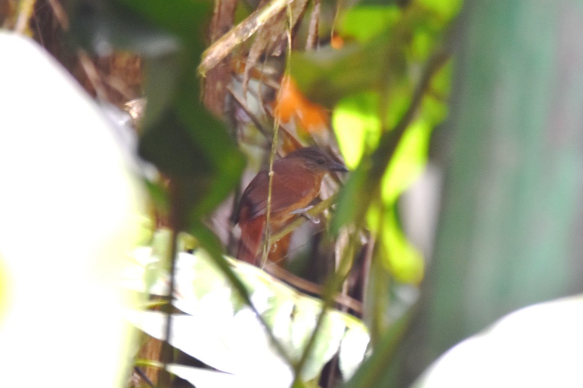 Red-faced Spinetail - ML619158576