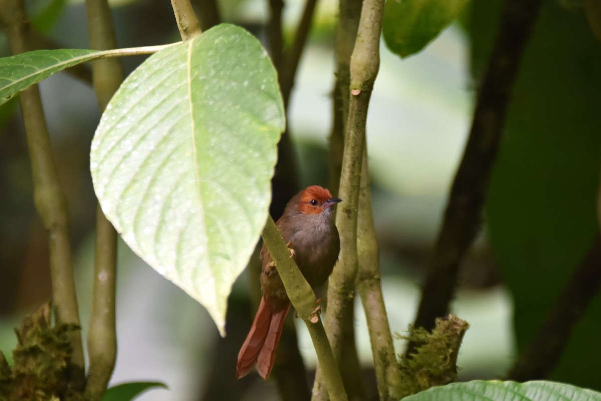 Red-faced Spinetail - ML619158578