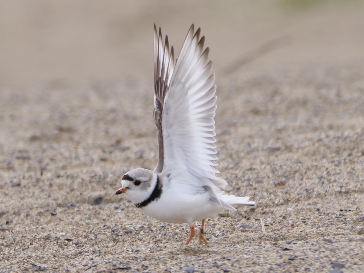 Piping Plover - ML619158582