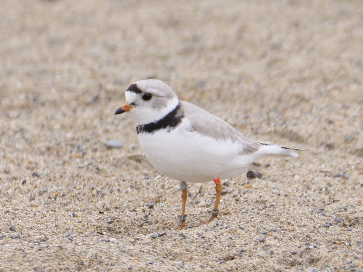 Piping Plover - ML619158584