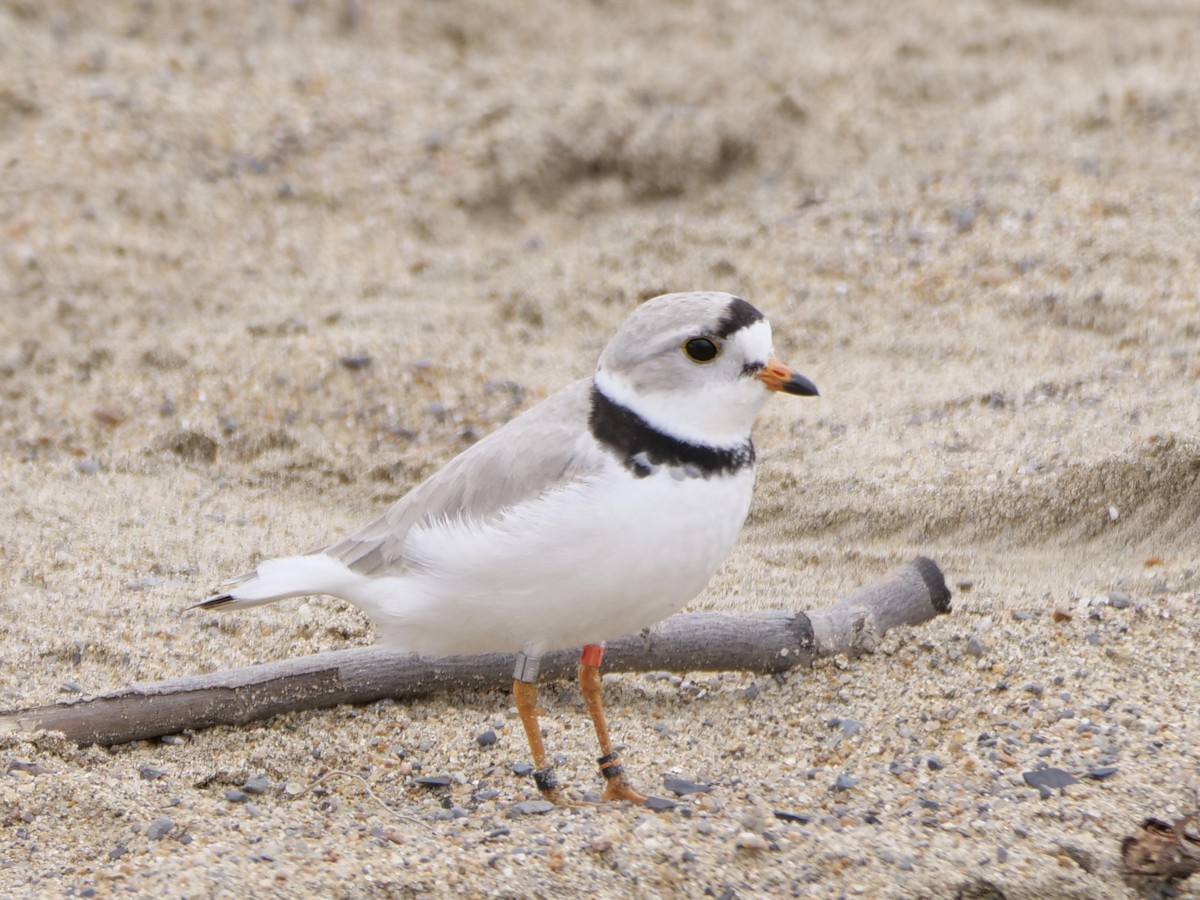 Piping Plover - ML619158586
