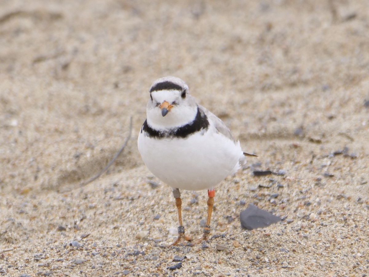 Piping Plover - ML619158591