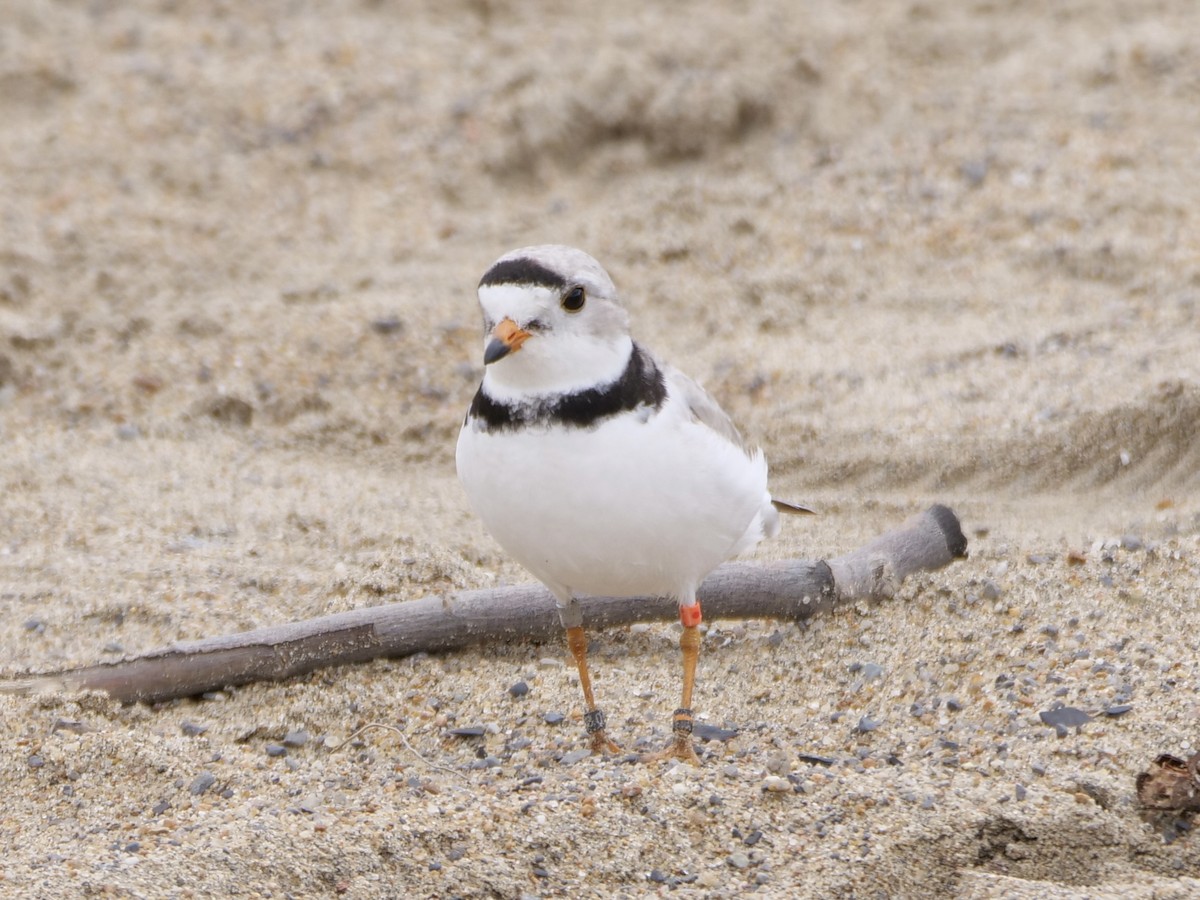 Piping Plover - ML619158597