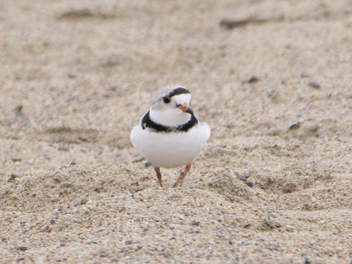 Piping Plover - ML619158599
