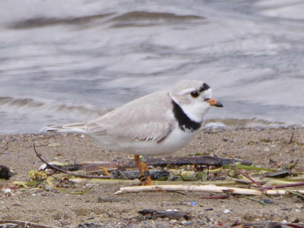 Piping Plover - ML619158603