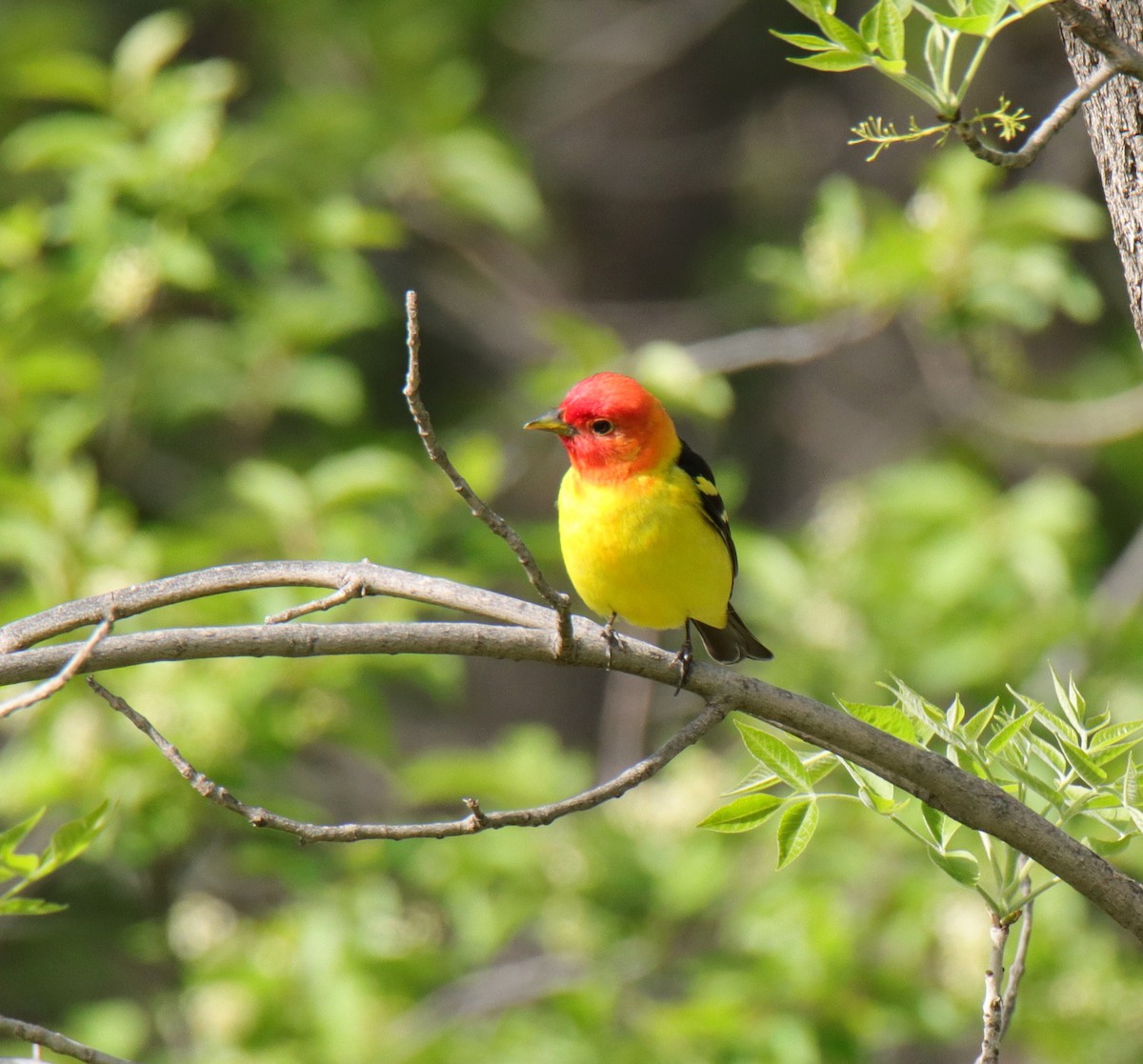 Western Tanager - ML619158604