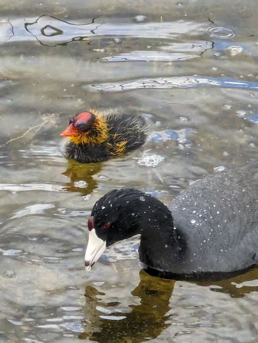 American Coot (Red-shielded) - ML619158608