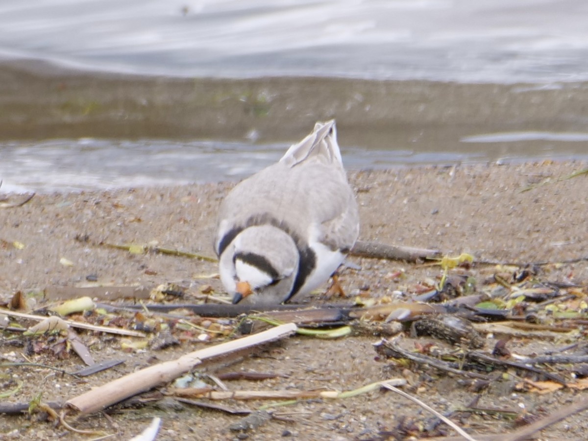 Piping Plover - ML619158623