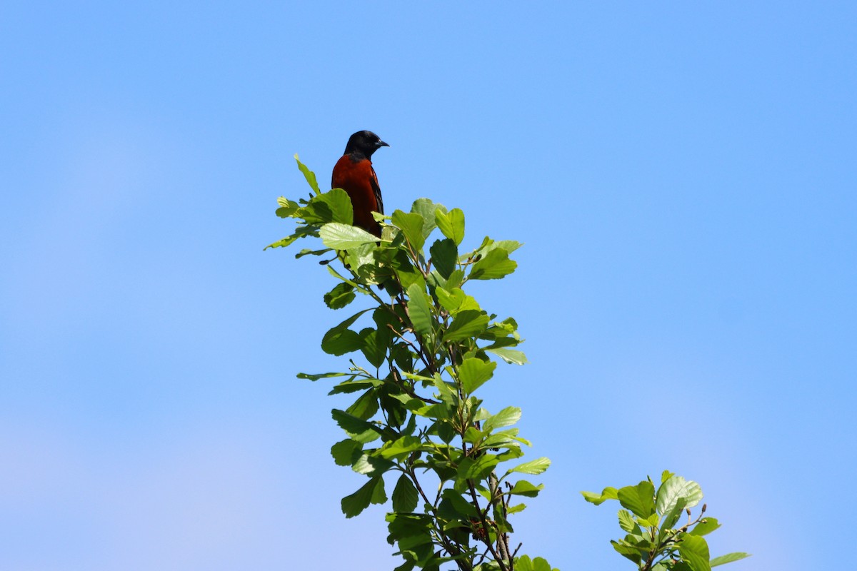 Orchard Oriole - ML619158628