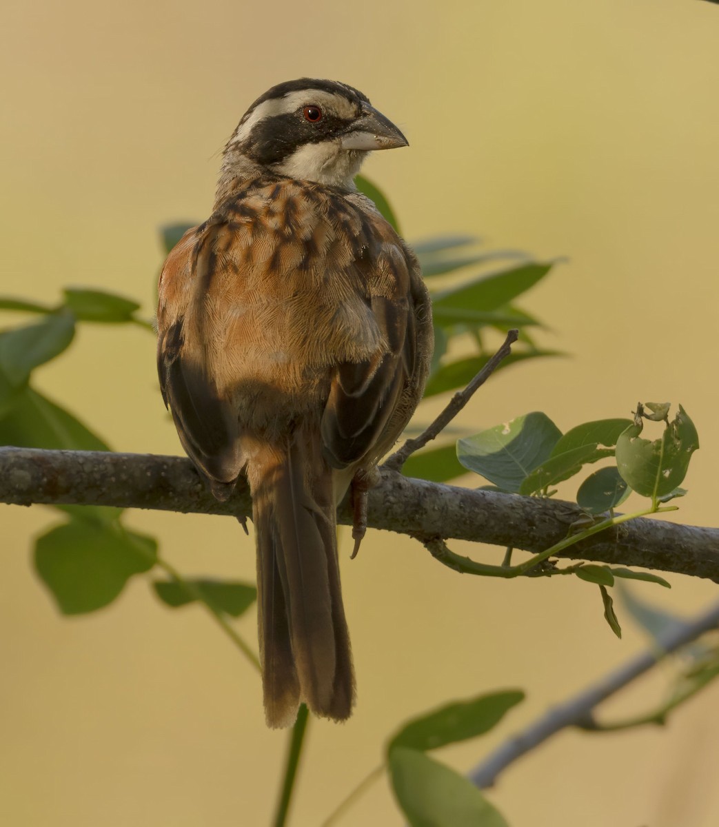 Stripe-headed Sparrow - ML619158635