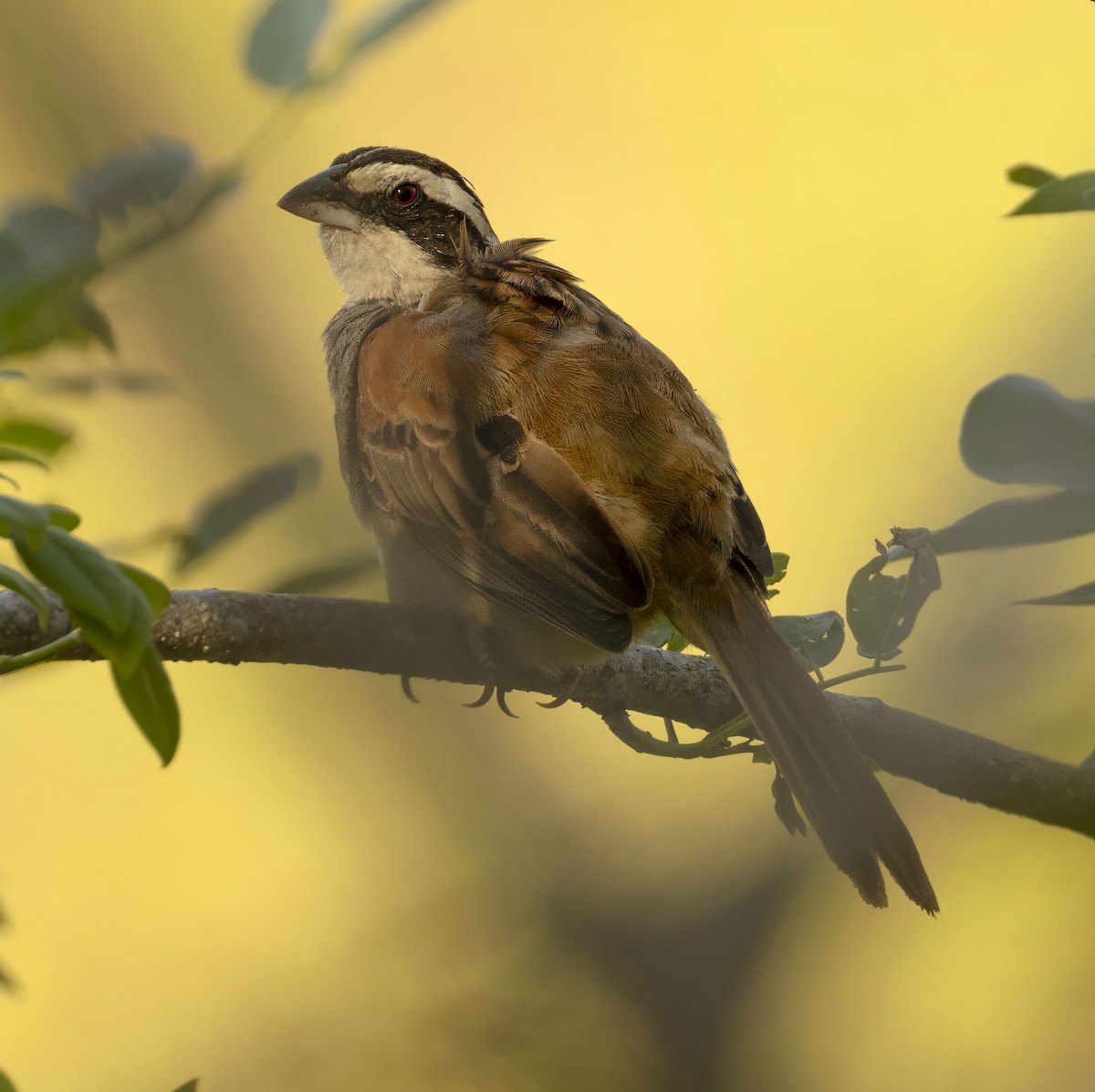 Stripe-headed Sparrow - ML619158636