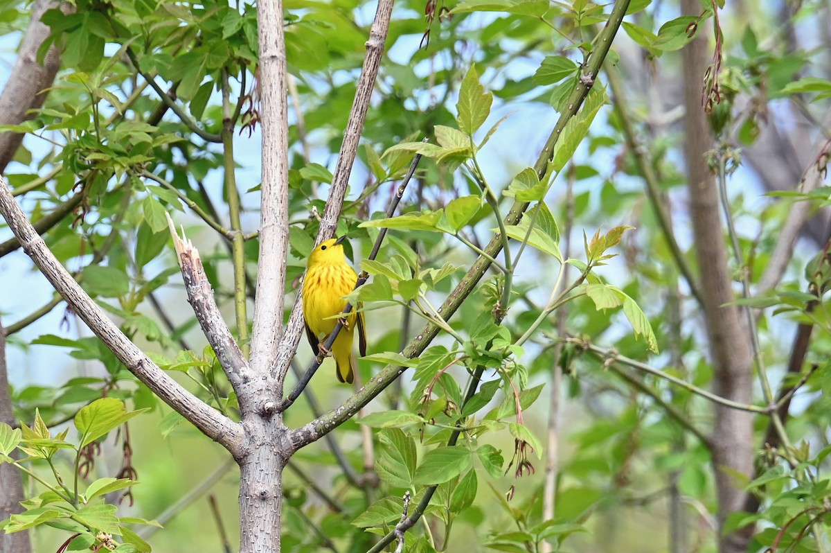Yellow Warbler - ML619158660