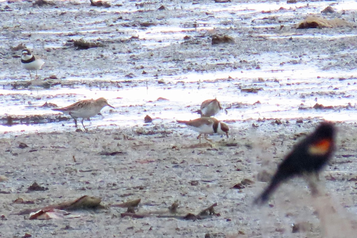 Semipalmated Plover - ML619158699