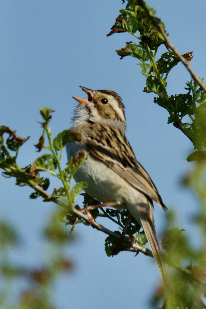 Clay-colored Sparrow - ML619158792