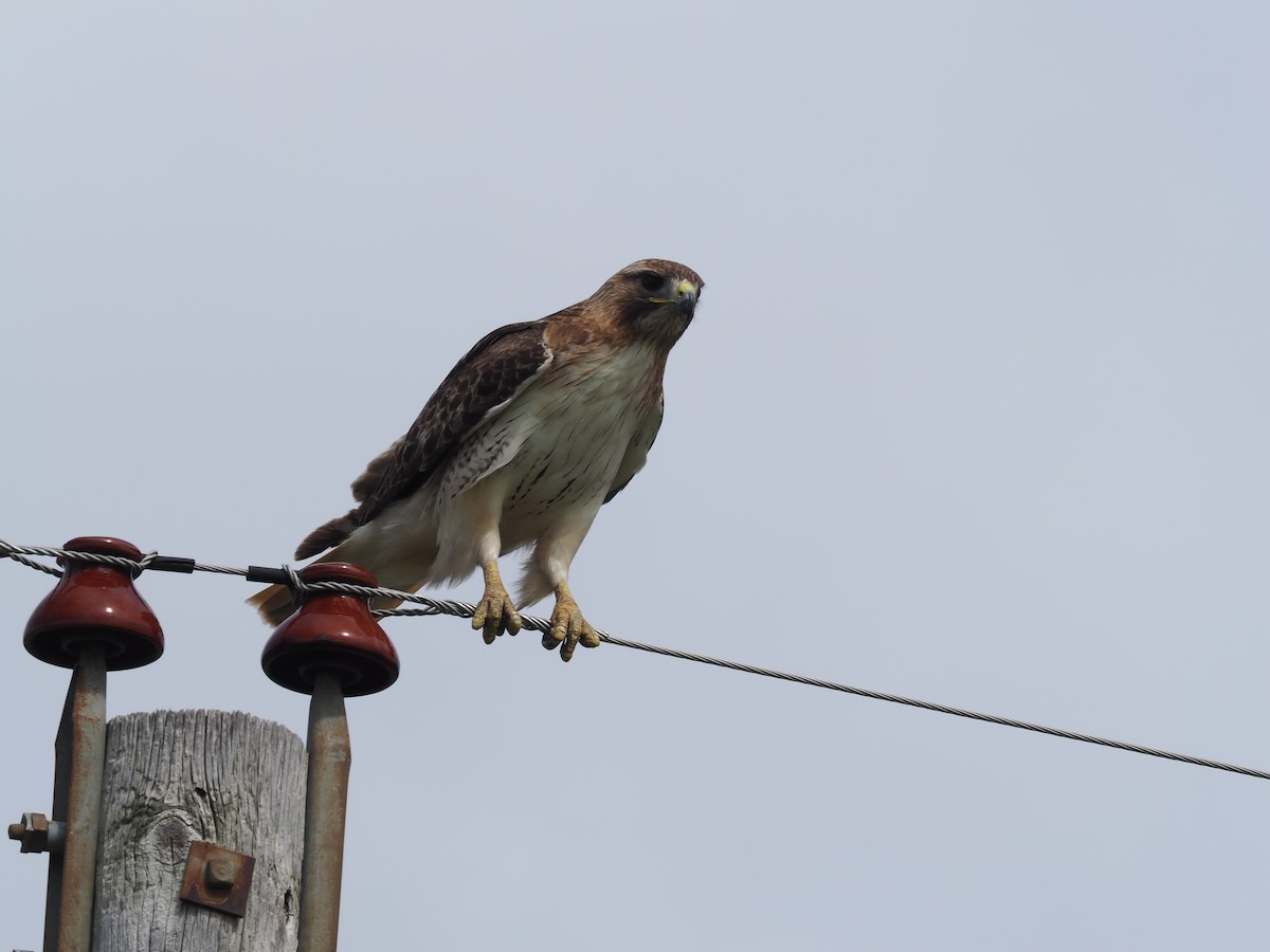 Red-tailed Hawk - ML619158824