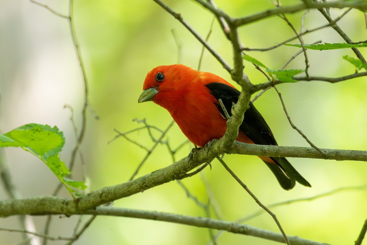 Scarlet Tanager - ML619158827
