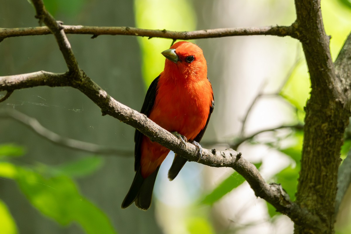 Scarlet Tanager - ML619158829