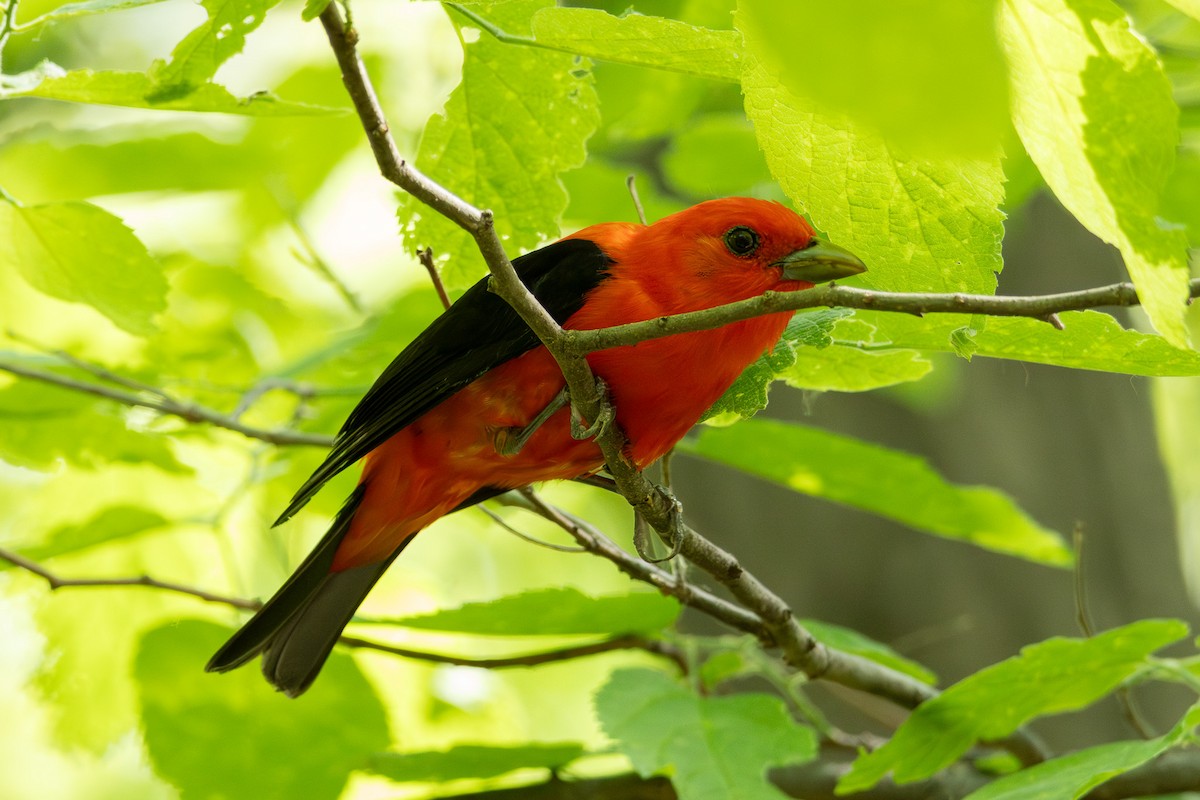 Scarlet Tanager - ML619158832