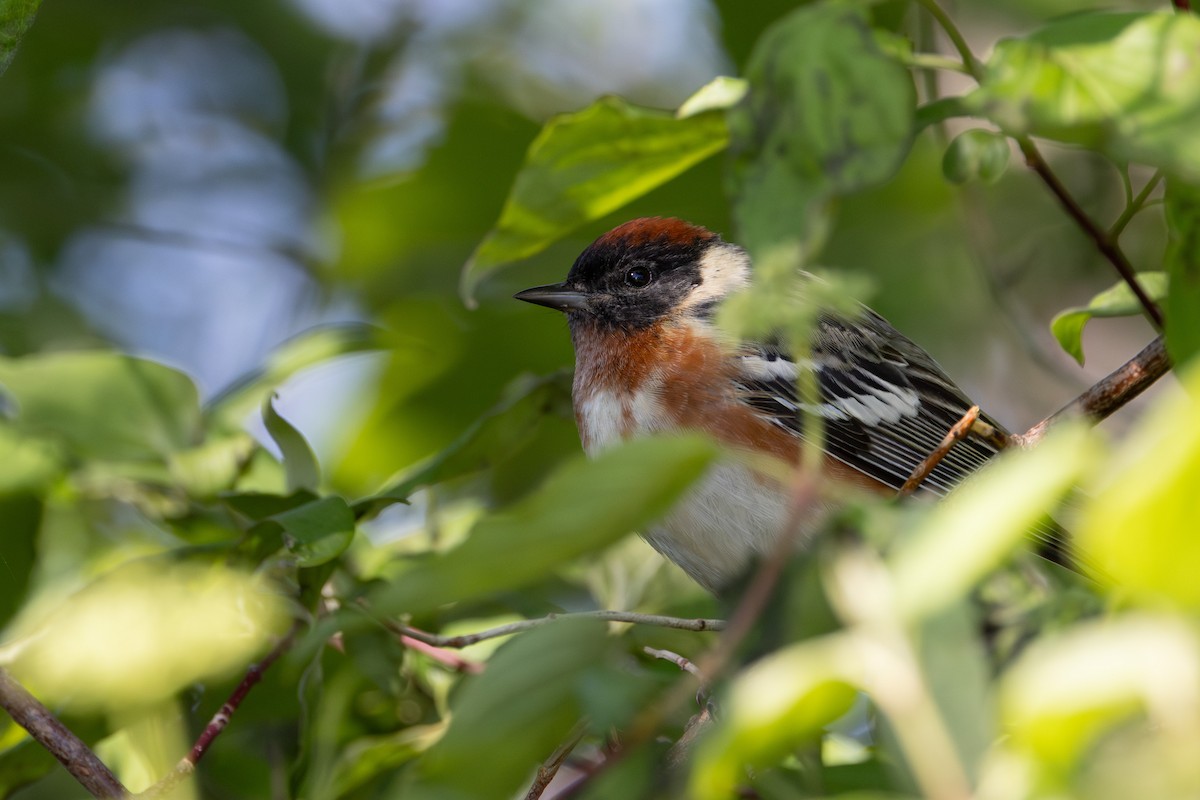 Bay-breasted Warbler - ML619158834