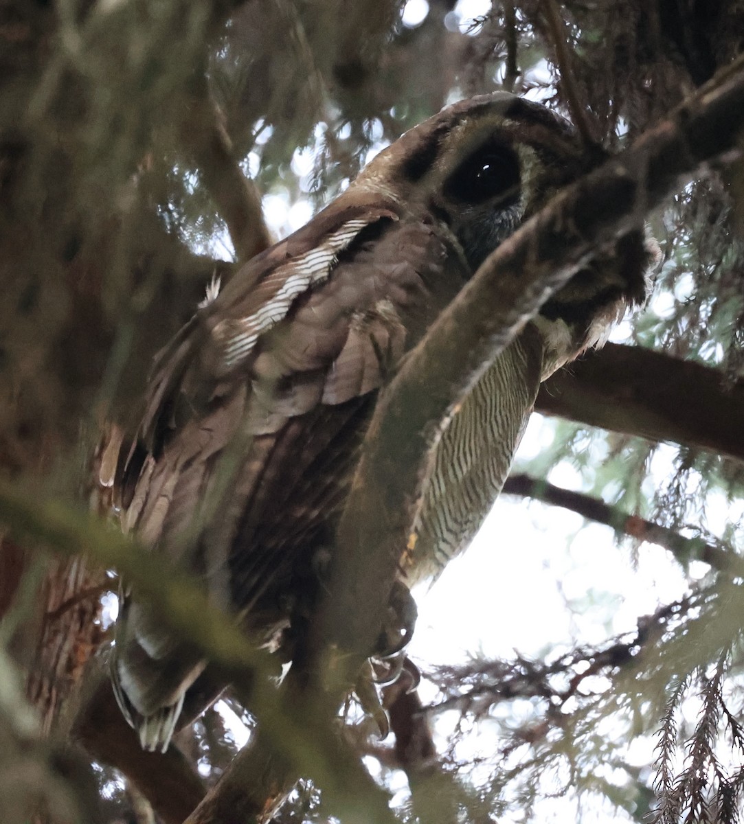 Brown Wood-Owl - ML619158854
