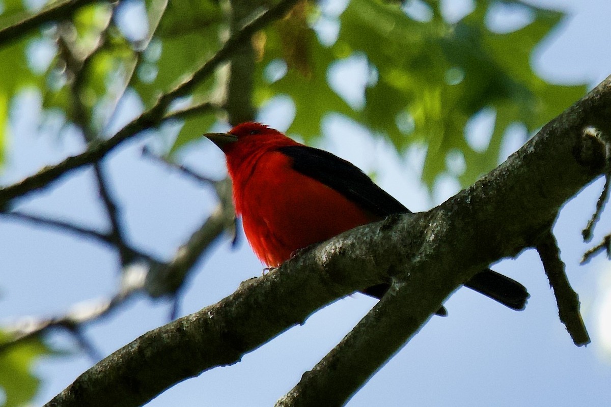 Scarlet Tanager - ML619158863
