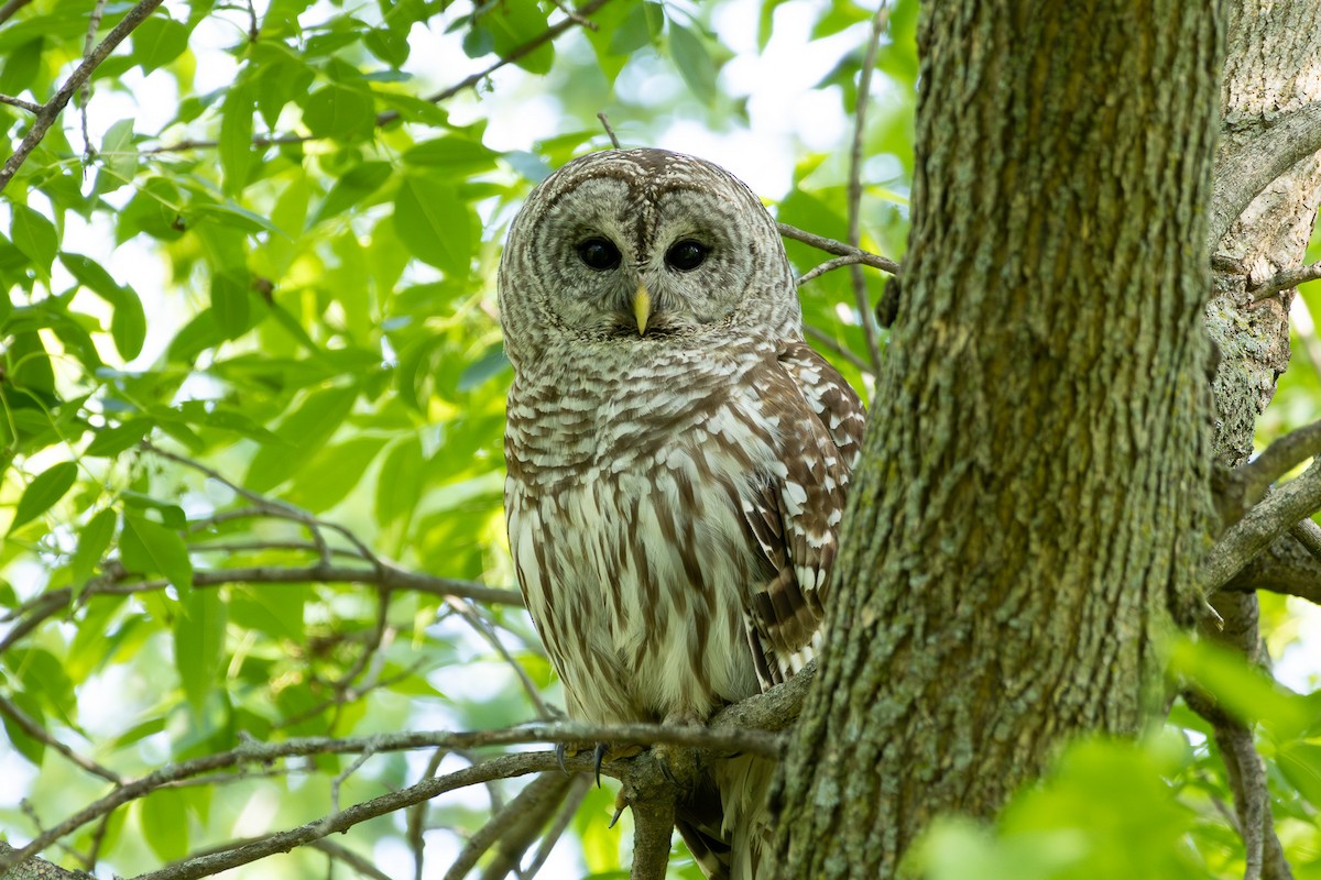 Barred Owl - ML619158871