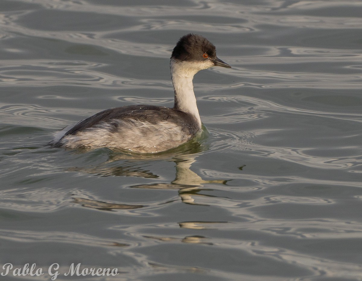 Silvery Grebe (Andean) - ML619158881