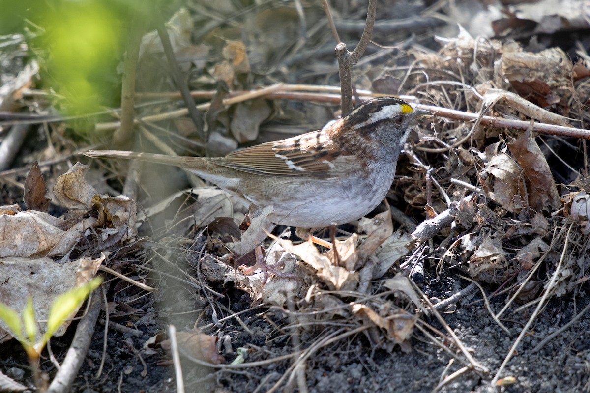 White-throated Sparrow - ML619158887