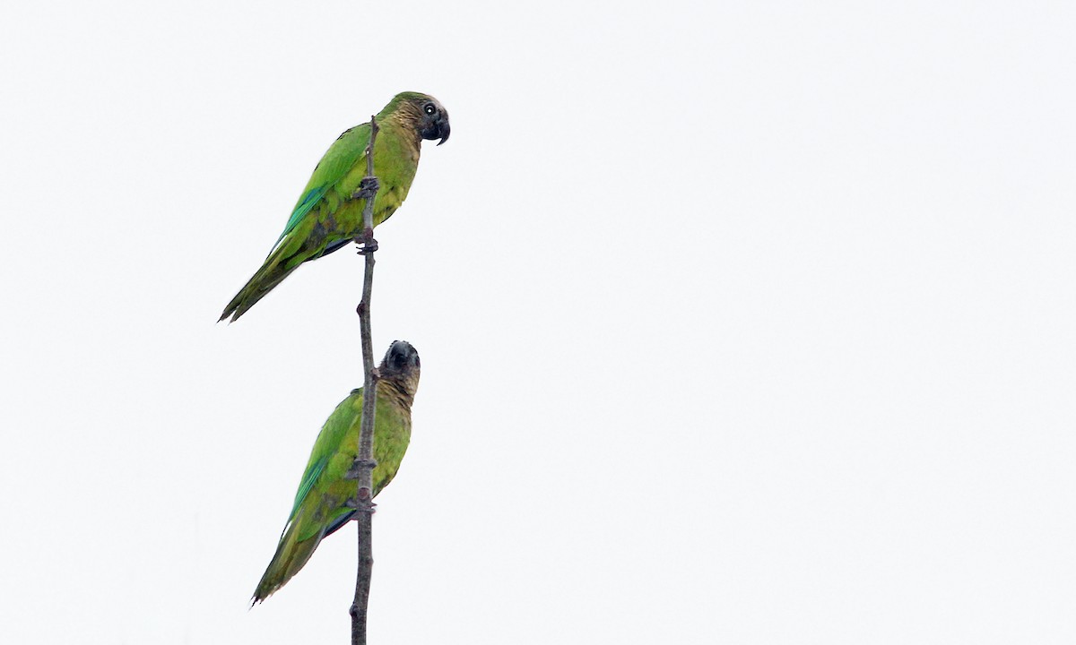Brown-throated Parakeet - ML619158937