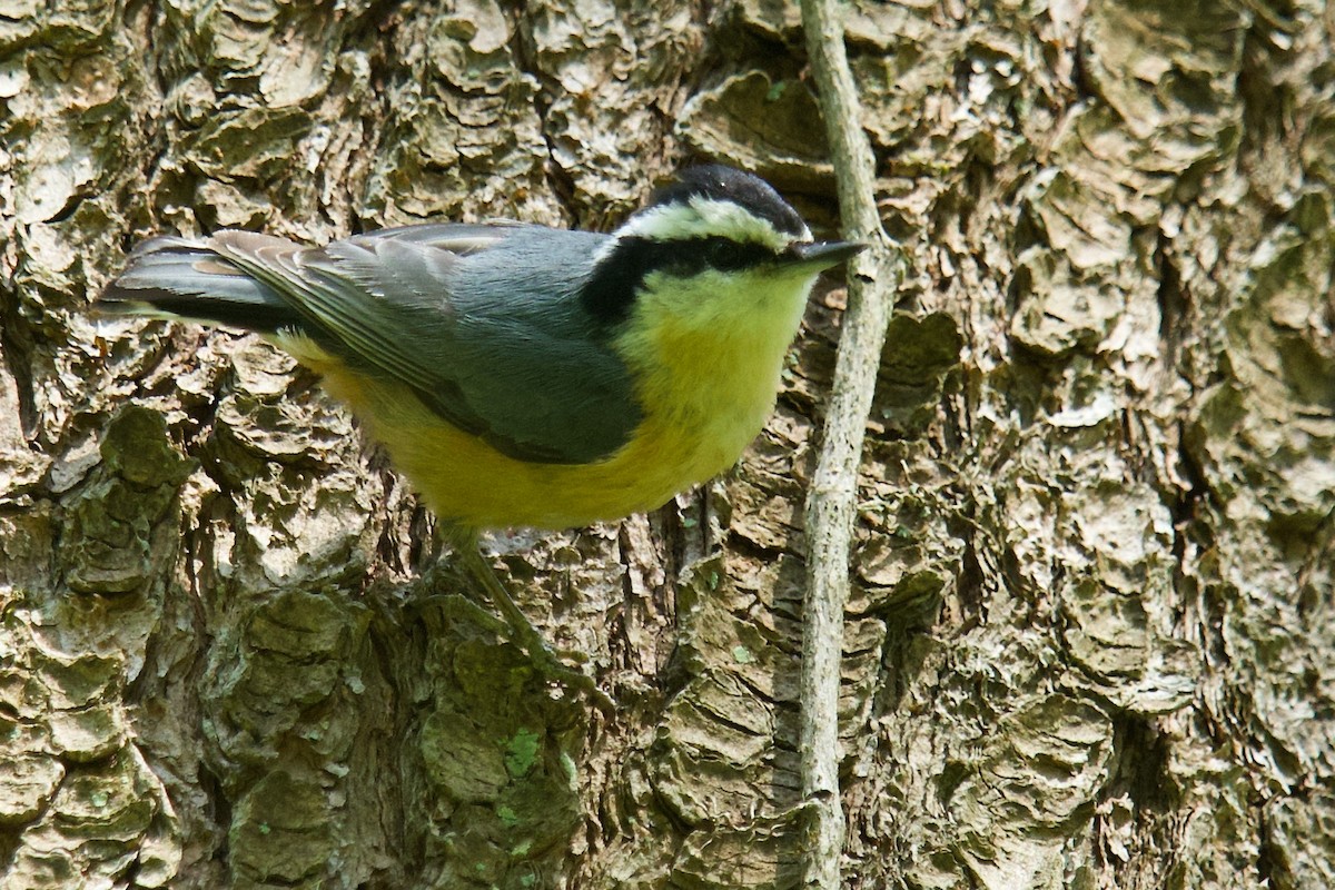 Red-breasted Nuthatch - ML619158963