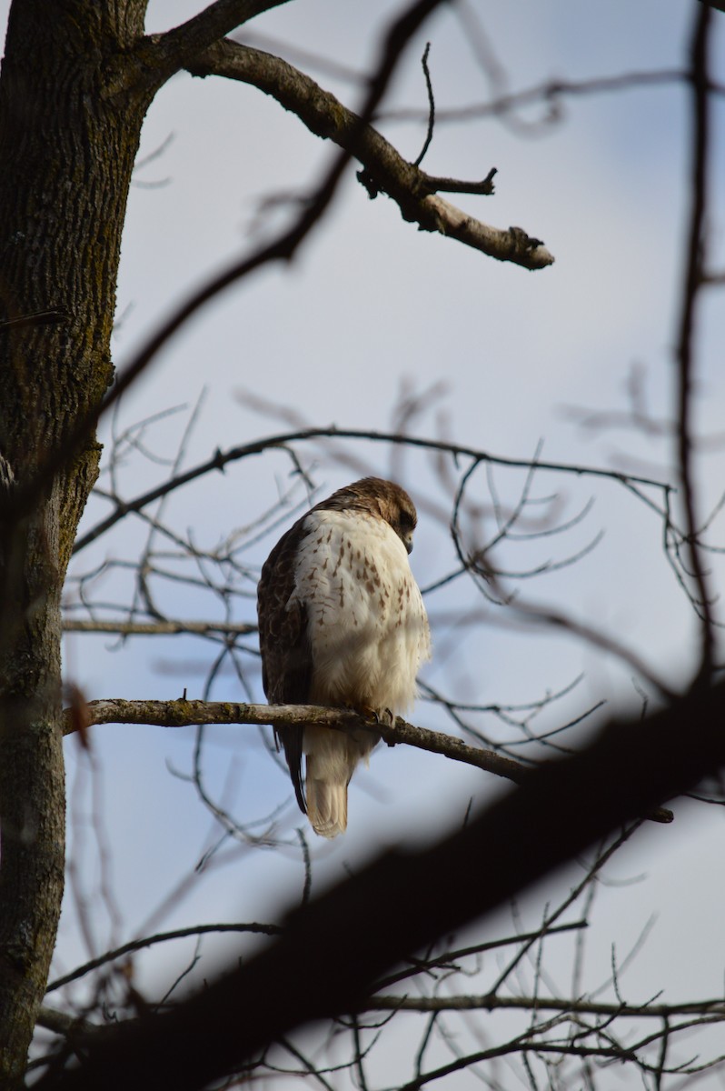 Red-tailed Hawk - ML619158965