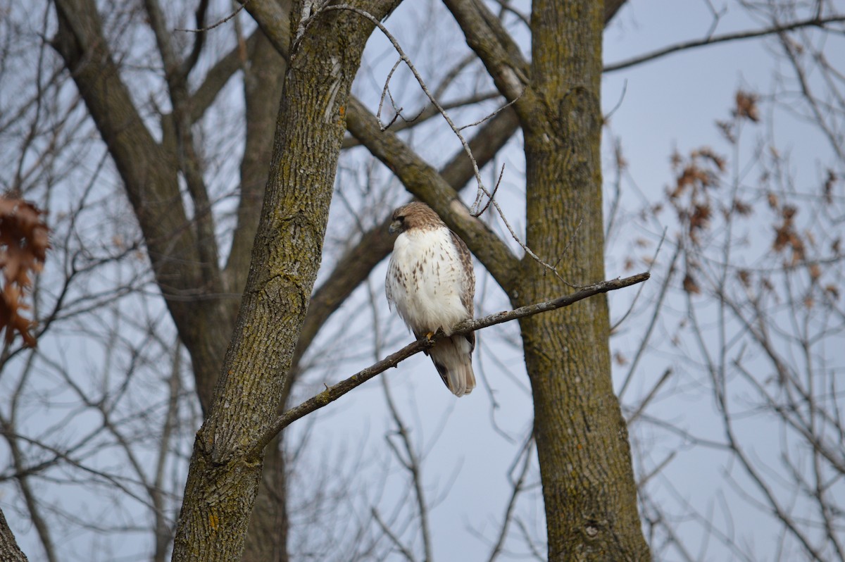 Red-tailed Hawk - ML619158967