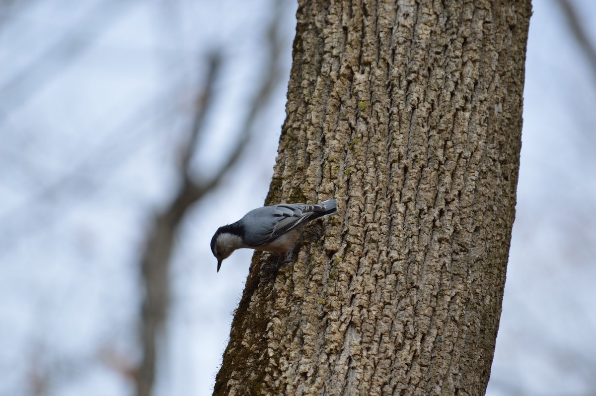 White-breasted Nuthatch - ML619158986