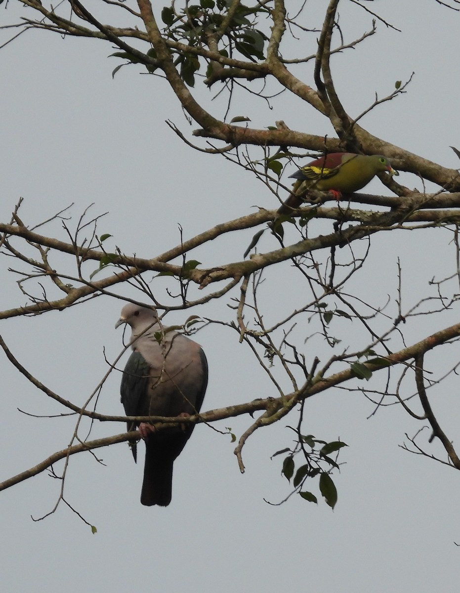 Green Imperial-Pigeon - ML619159020