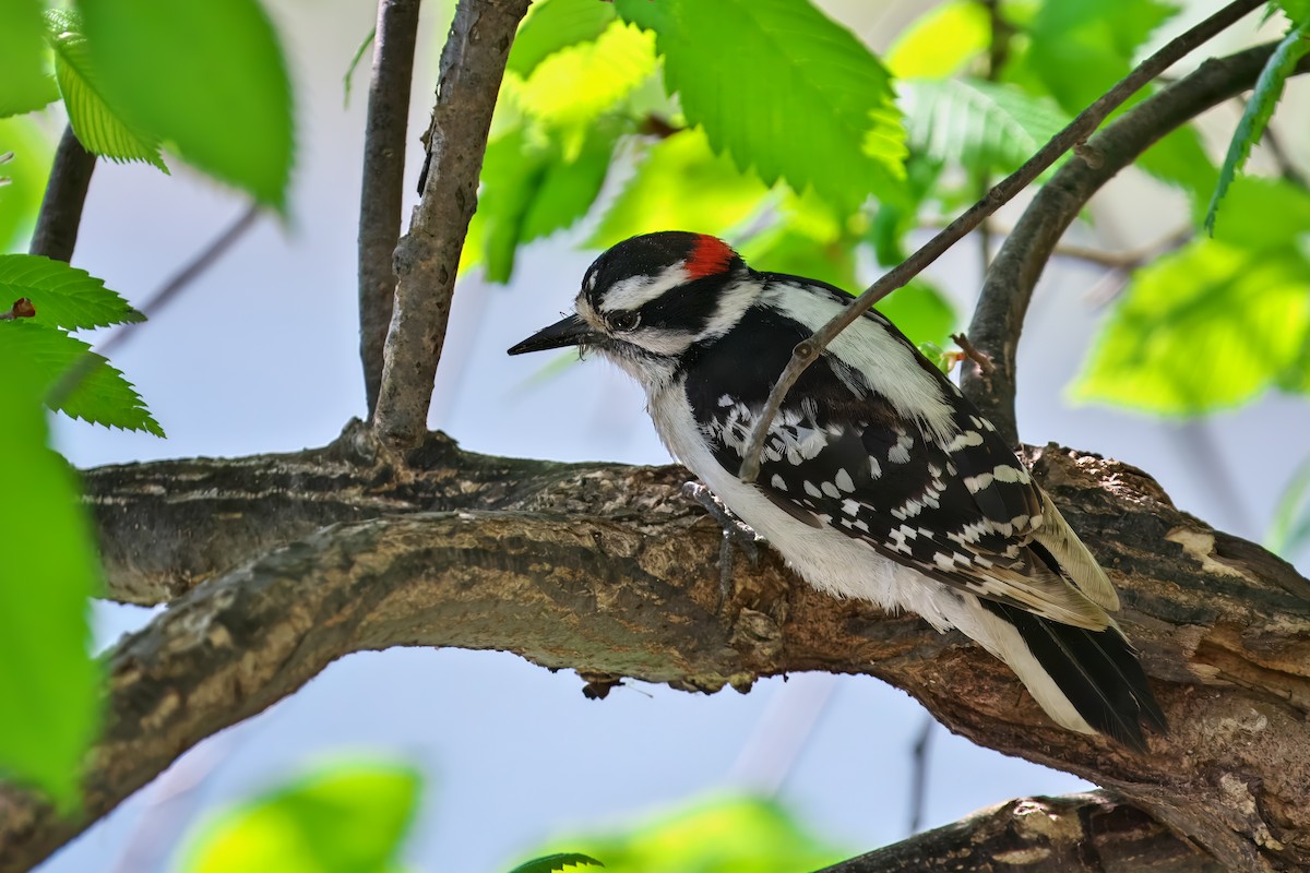 Downy Woodpecker - ML619159035