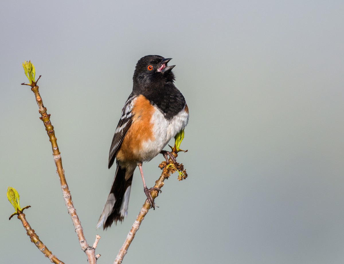 Spotted Towhee - ML619159059