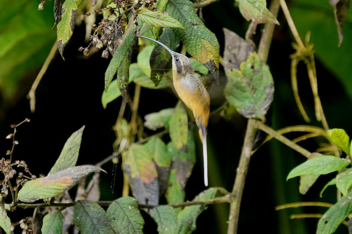 Ржавчатый колибри-отшельник - ML619159062