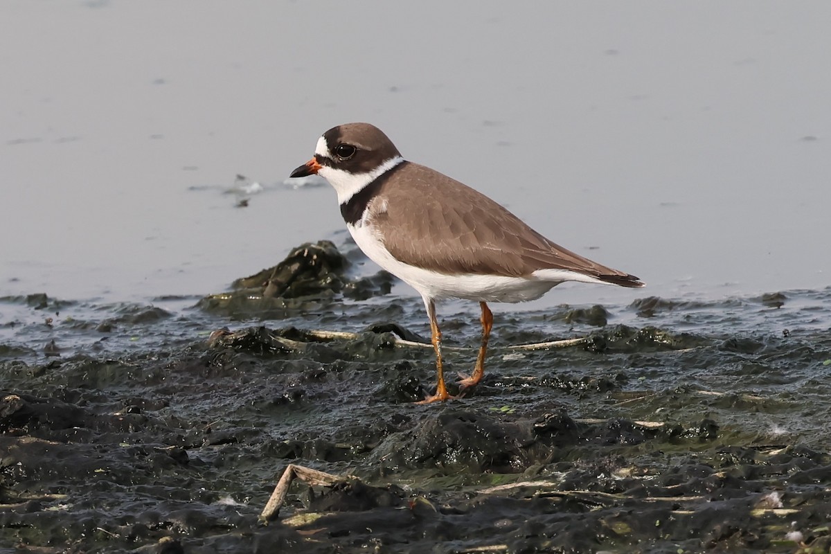 Semipalmated Plover - ML619159081