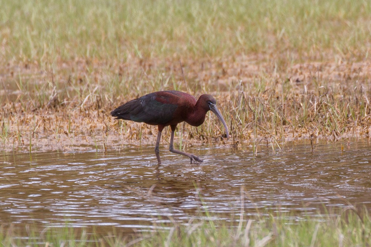 ibis hnědý - ML619159094