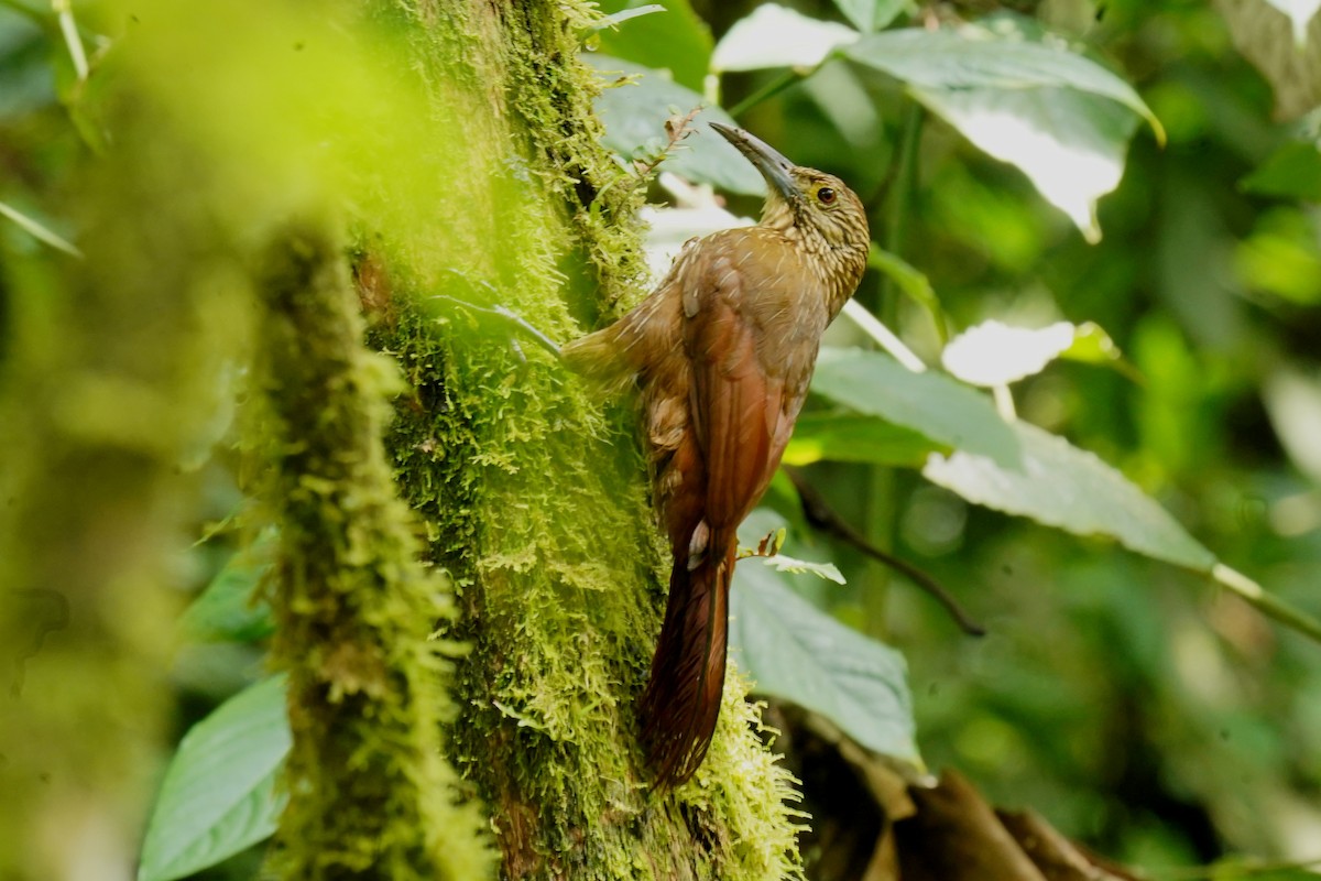 Strong-billed Woodcreeper - ML619159124