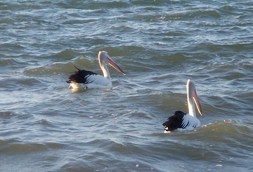 pelikán australský - ML619159130