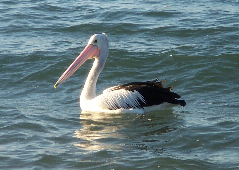 pelikán australský - ML619159131