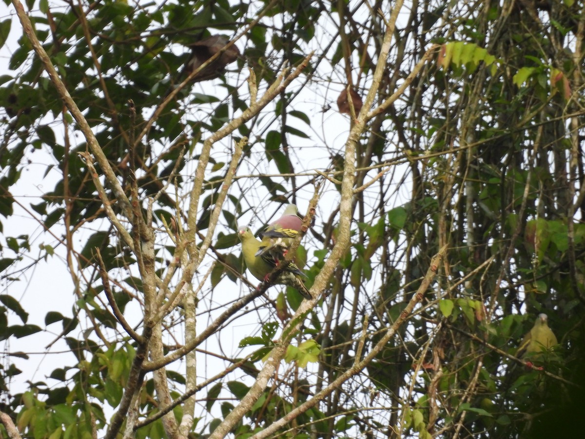 Thick-billed Green-Pigeon - ML619159154