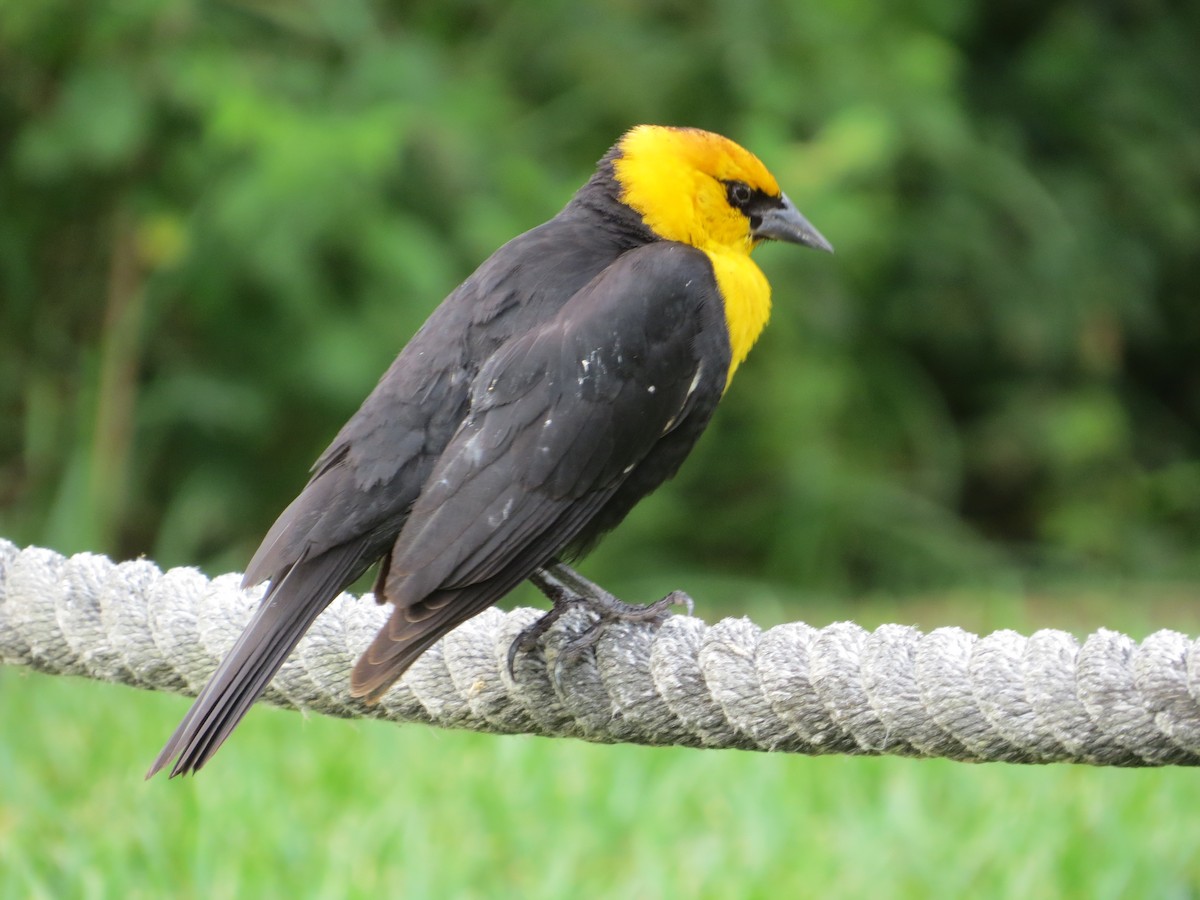 Yellow-headed Blackbird - ML619159156