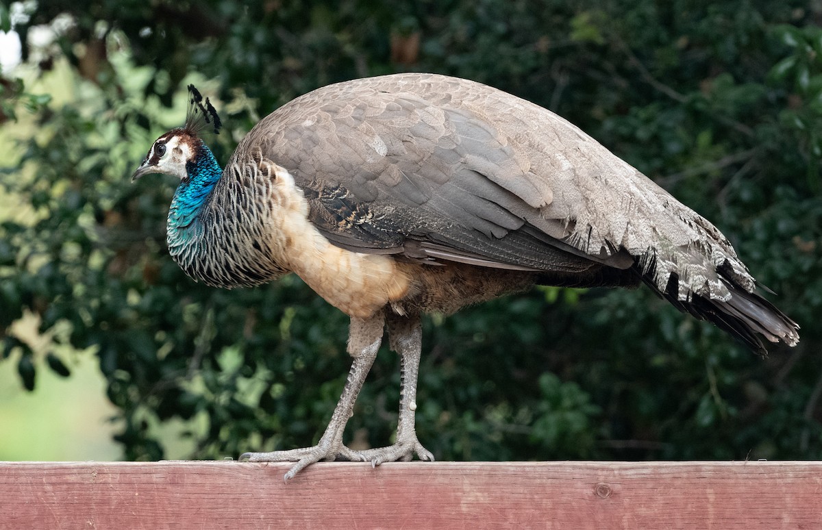 Indian Peafowl (Domestic type) - ML619159161