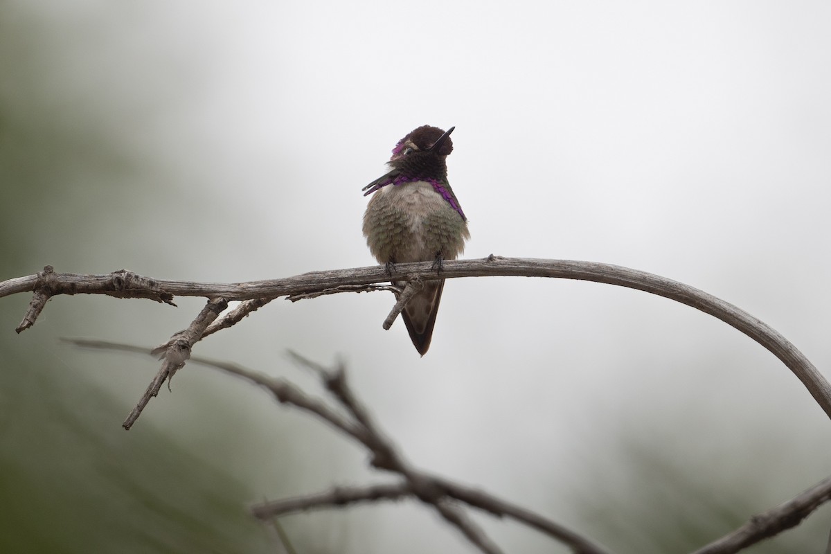Costa's Hummingbird - ML619159173