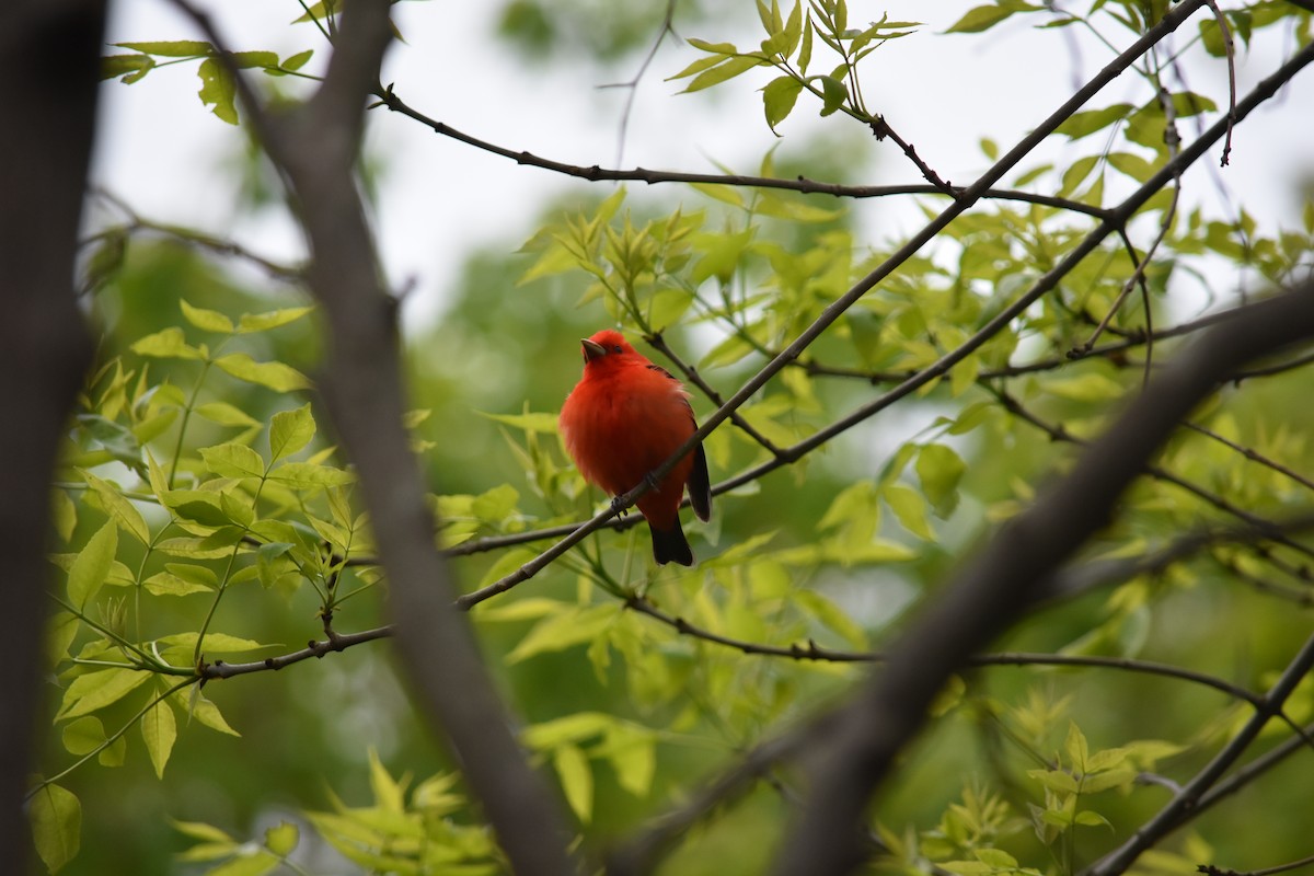 Scarlet Tanager - ML619159202