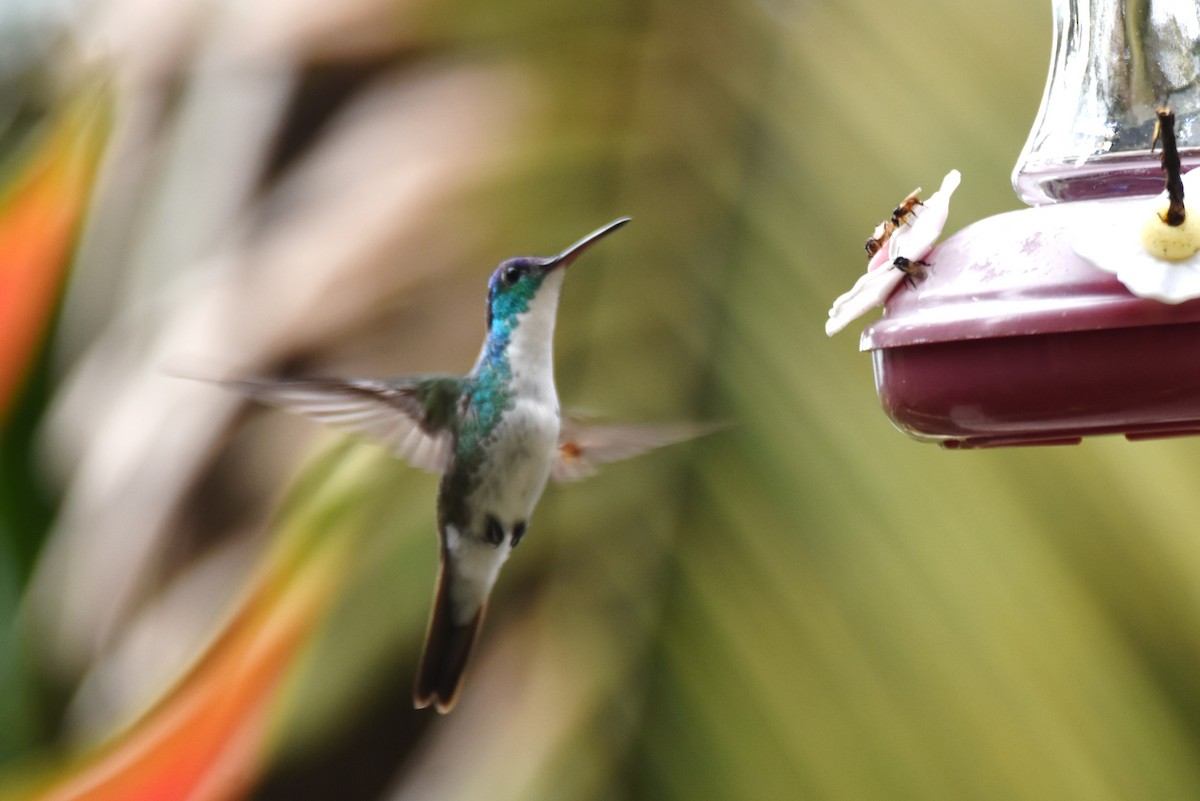 kolibřík andský - ML619159206
